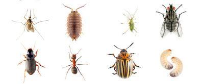 Don't Share Your Home With Harmful Pests In Summer
