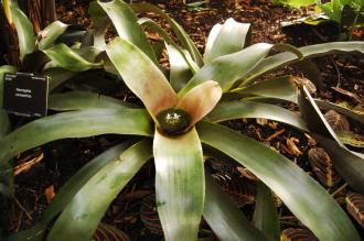 Neoregelia concentrica (16/01/2016, Kew Gardens, London)