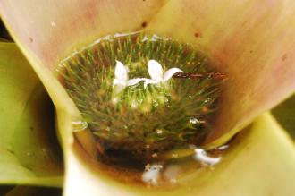 Neoregelia concentrica Flower (16/01/2016, Kew Gardens, London)