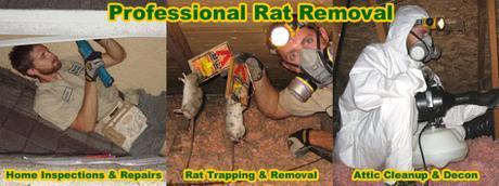 Rat Prevention