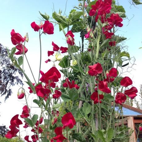 Sweet Peas:  A Guide to Sowing Seeds & Buying Plants