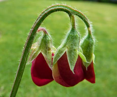 Sweet Peas:  A Guide to Sowing Seeds & Buying Plants