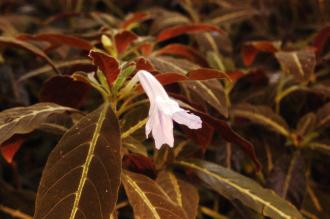 Ruellia portellae Flower (16/01/2016, Kew Gardens, London)