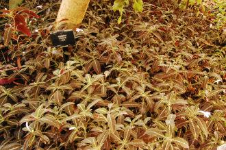 Ruellia portellae (16/01/2016, Kew Gardens, London)