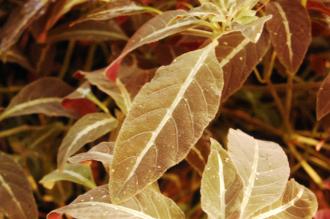 Ruellia portellae Leaf (16/01/2016, Kew Gardens, London)