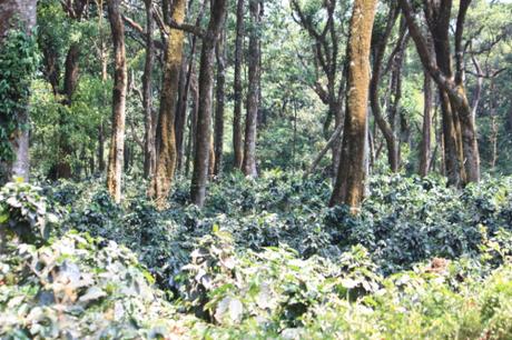 Coffee needs shade, and so it's grown under the canopy of other trees. Taken in March of 2014 at the Golden Mist Coffee Estate near Madikeri