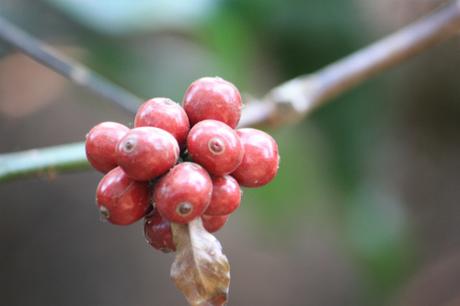 Coffee beans on the tree