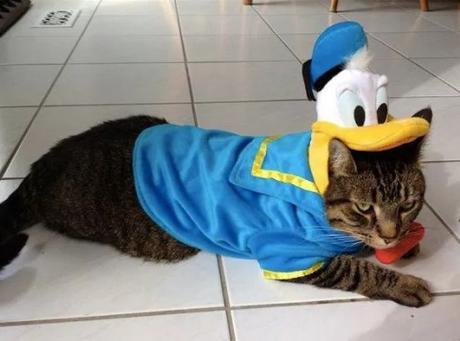 Top 10 Mouse Loving Walt Disney Fan Cats