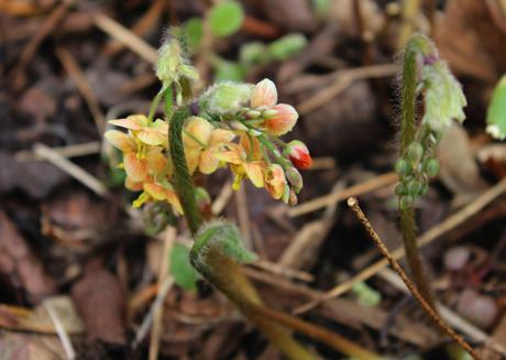 Epimedium