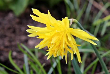 Narcissus Rip Van Winkle