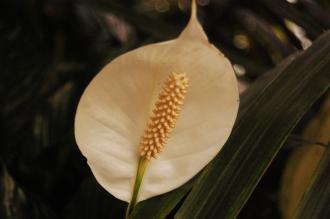 Spathiphyllum 'Domino' Flower (16/01/2016, Kew Gardens, London)