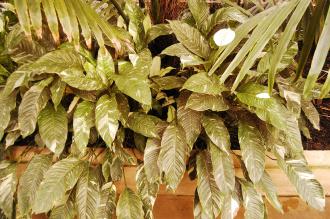 Spathiphyllum 'Domino' (16/01/2016, Kew Gardens, London)