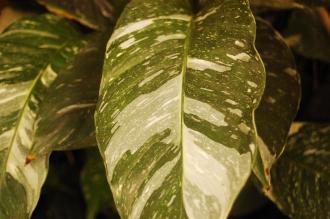 Spathiphyllum 'Domino' Leaf (16/01/2016, Kew Gardens, London)