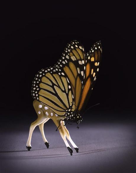 Fawn With Butterfly Head By Abby Goodman Spring Art