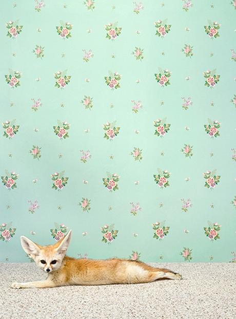 Baby Fox Print By Catherine Ledner