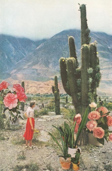 Spring Cactus Blooms In The Desert By Sarah Eisenlohr