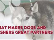 Video: Mushing Explained What Makes Dogs Mushers Great Partners?