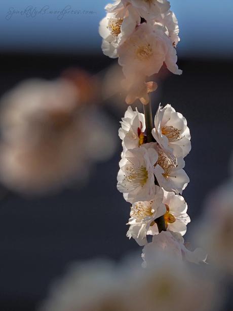 Yushima Tenjin Plum Blossom Festival