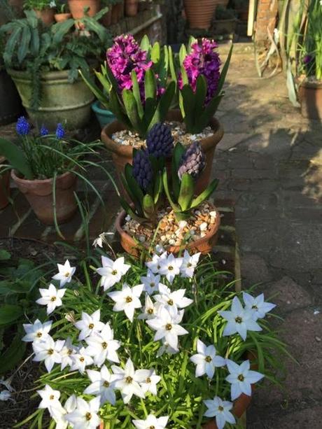 spring flowering bulbs