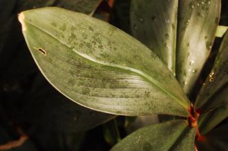 Costus guanaiensis Leaf (16/01/2016, Kew Gardens, London)