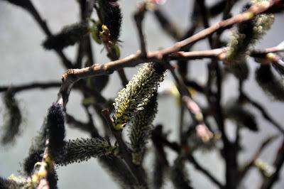 Salix Gracilistyla 'Melanostachys' -- Black Pussywillow