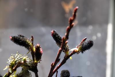 Salix Gracilistyla 'Melanostachys' -- Black Pussywillow