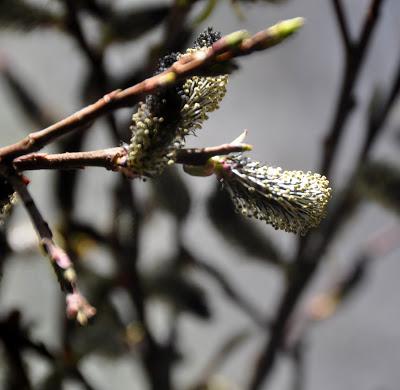 Salix Gracilistyla 'Melanostachys' -- Black Pussywillow