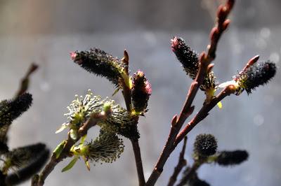 Salix Gracilistyla 'Melanostachys' -- Black Pussywillow