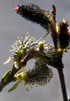 Salix Gracilistyla 'Melanostachys' -- Black Pussywillow