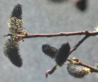 Salix Gracilistyla 'Melanostachys' -- Black Pussywillow