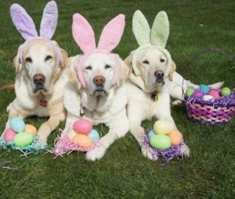 Top 10 Clue Hunting Dogs On Easter Egg Hunts