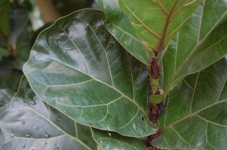 Ficus lyrata Leaf (28/02/2016, Kew Gardens, London)