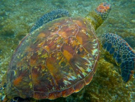Hanga Roa Harbour Sea Turtles, Easter Island
