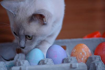 #Easter posts: Are #eggs good for #pets?