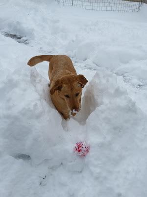 Snow Dog