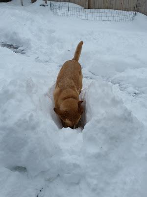 Snow Dog