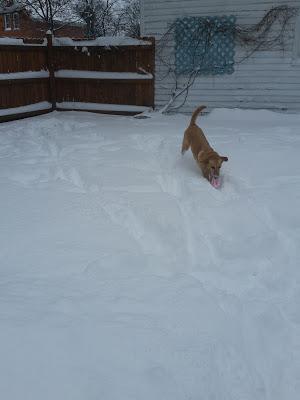 Snow Dog