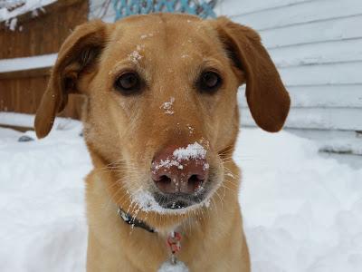 Snow Dog