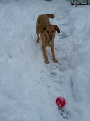 Snow Dog