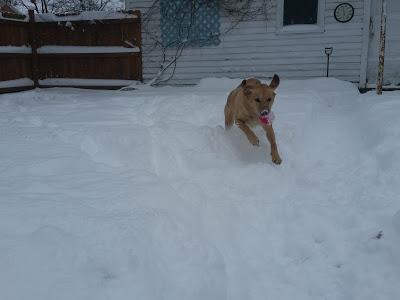 Snow Dog