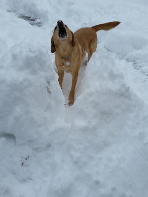 Snow Dog