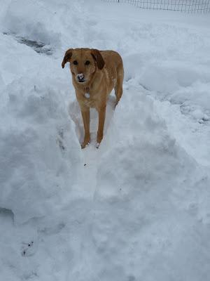 Snow Dog