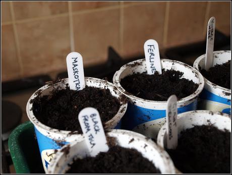 Sowing tomatoes