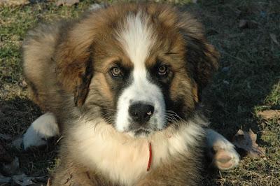 Happy National Puppy Day!