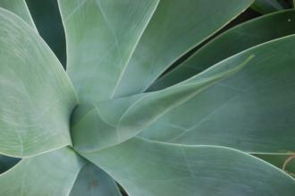 Agave attenuata Leaf Tip (28/02/2016, Kew Gardens, London)