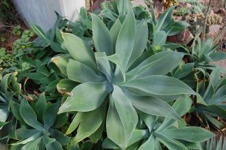 Agave attenuata (28/02/2016, Kew Gardens, London)