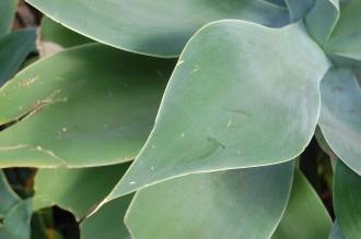 Agave attenuata Leaf (28/02/2016, Kew Gardens, London)