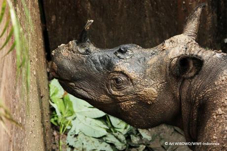 Rhino Thought to be Extinct in the Wild Found After 40 Years