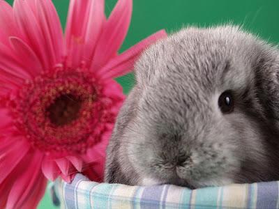 The #EasterBunny and more: Fun #Easter facts