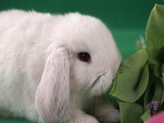Everything you need to know about #rabbit care & why rabbits are bad #Easter gifts
